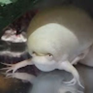 Meet your Posher, Gietanno